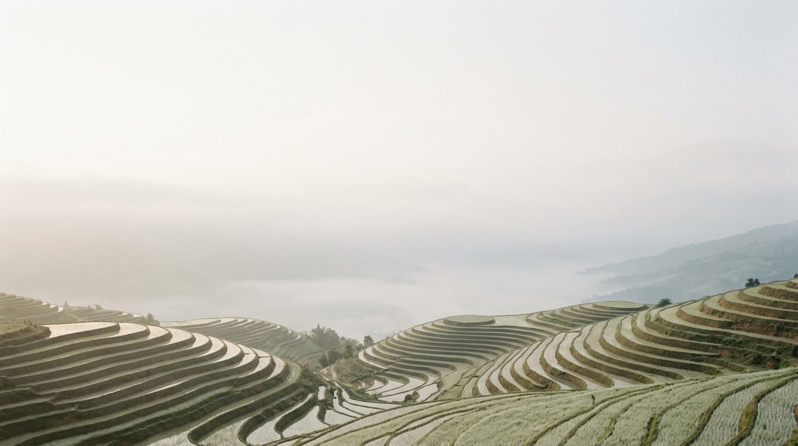 Rice terraces in morning mist, the steps following the slopes